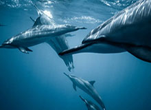 百家乐官方网站：畅享极致娱乐，体验安全透明的线上牌桌